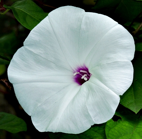 {Ipomoea pandurata}